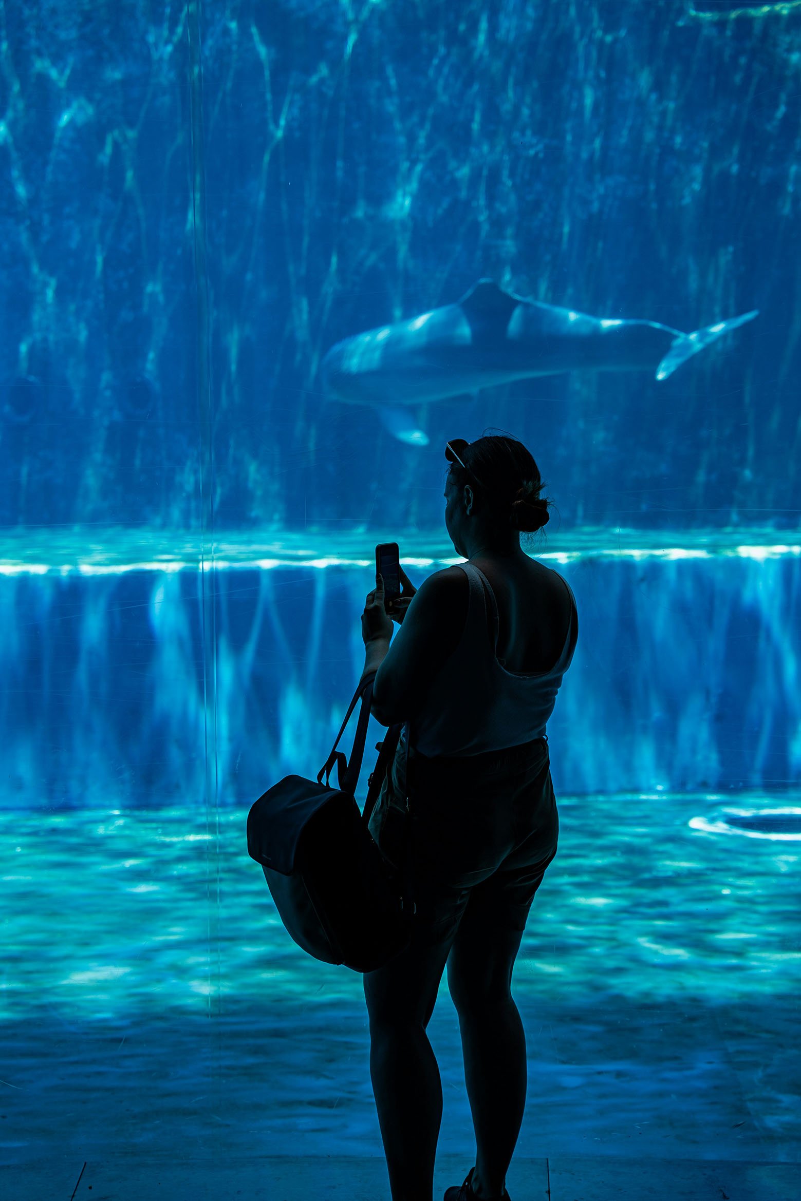 aquarium-of-genoa